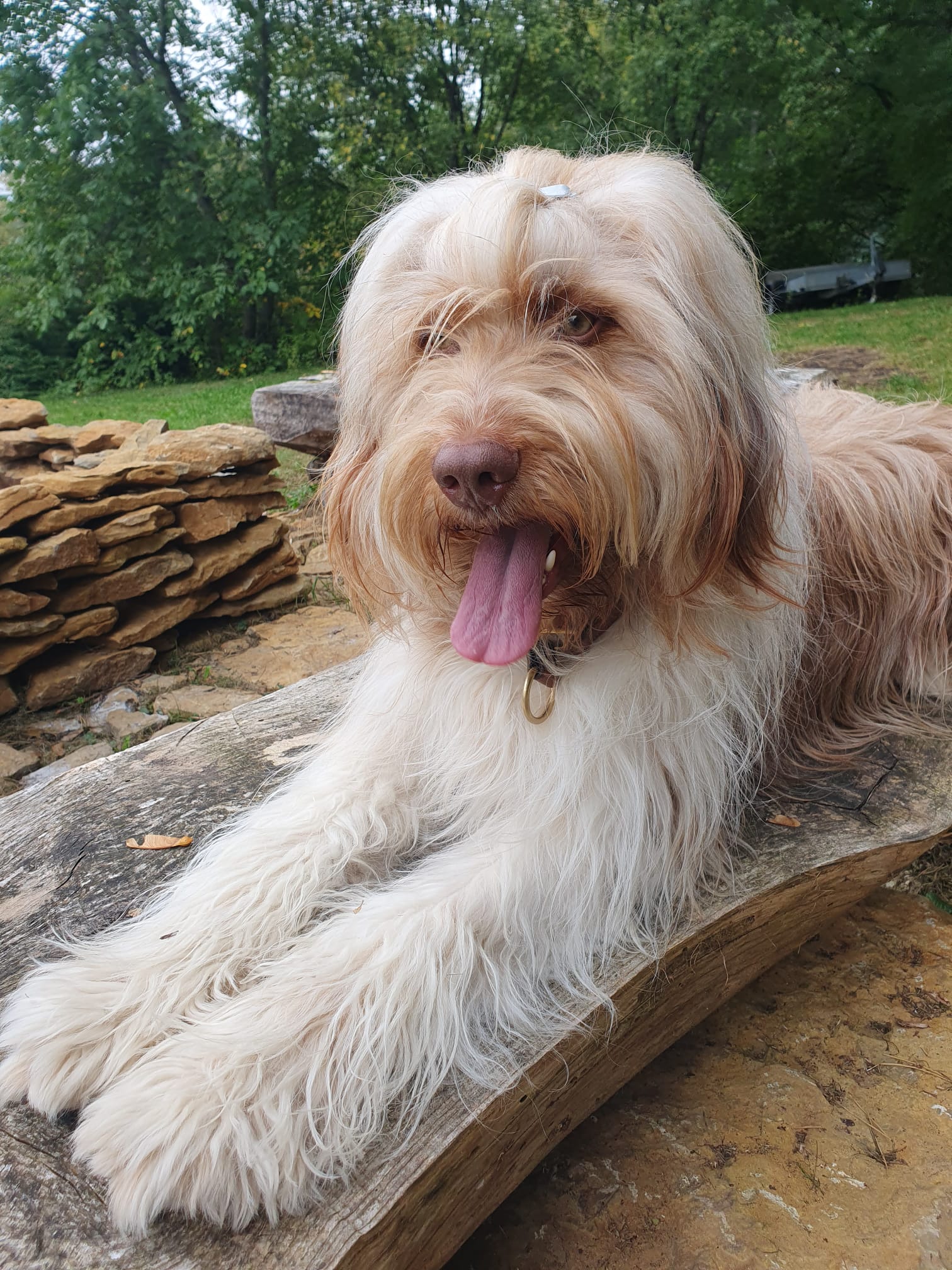 Wäller von der Straubenhalde